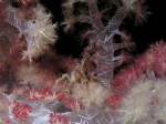 Softcoral crab